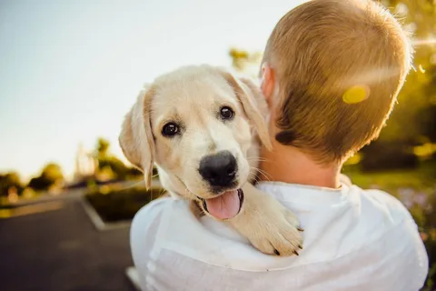 Furry Friends: An In-Depth Look at the Incredible Bond Between Pets and Their Humans